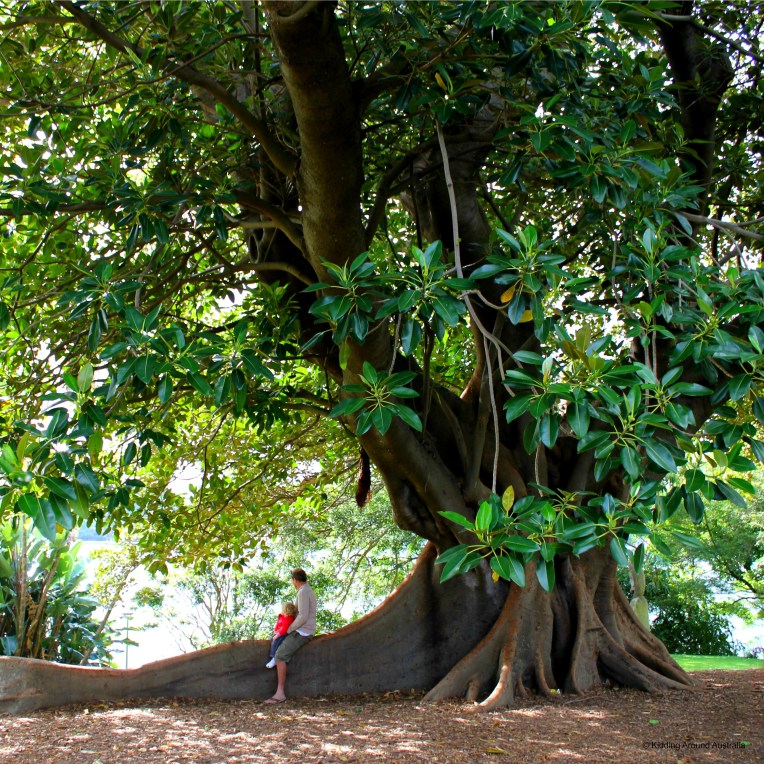 Moreton Bay Fig, Sydney Botanical Gardens