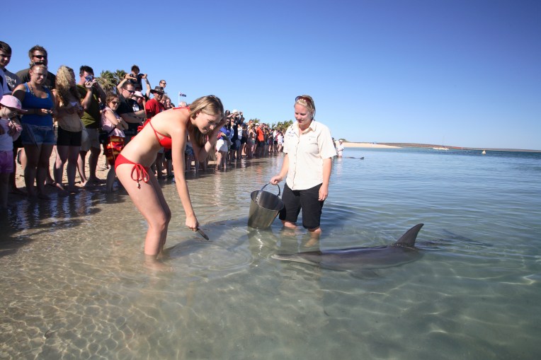 Shark-Bay-and-surrounds-Monkey-Mia-dolphin-feeding.jpg